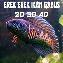 Erek Erek Ikan Gabus